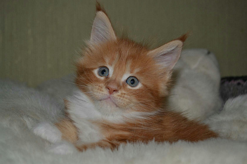 Announcement: Maine Coon kittens, 5 000 rubles, Zheleznogorsk