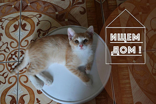 Announcement: red kitten - happiness in the house, Free, Kursk